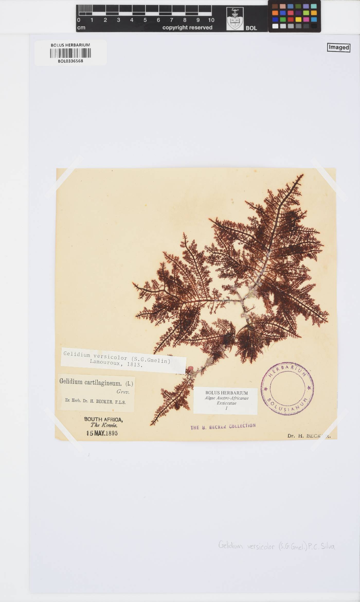 Gelidium versicolor image