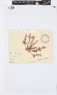Gelidium versicolor image