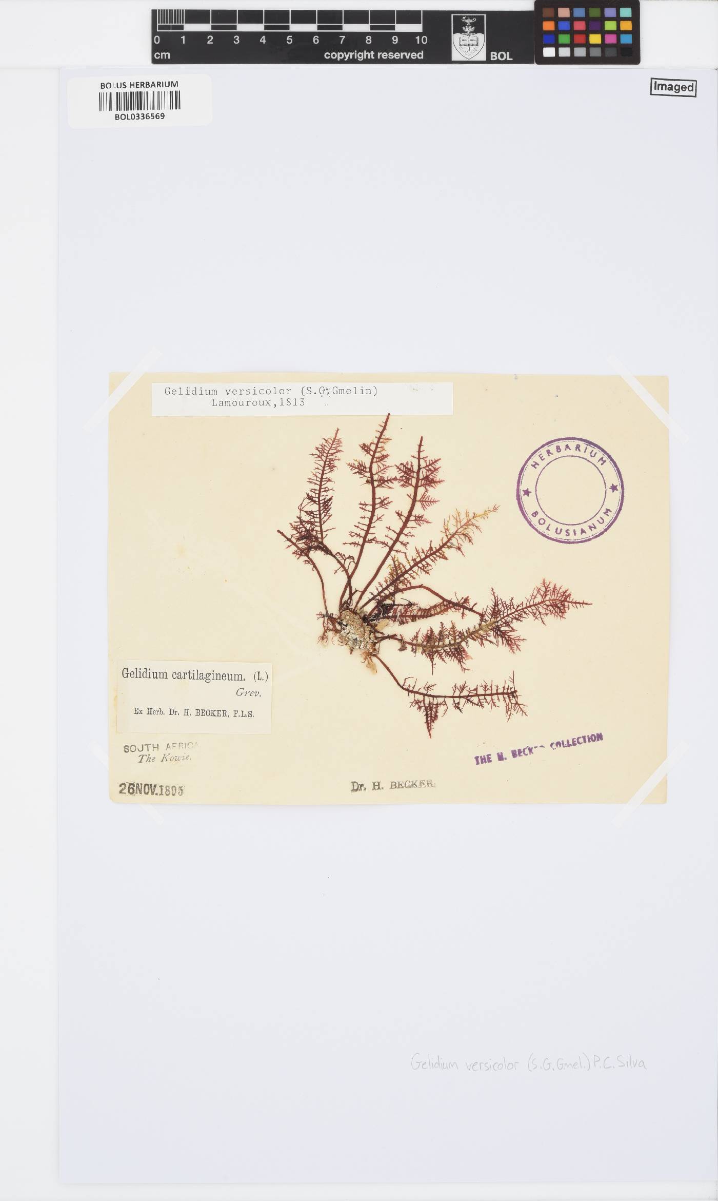 Gelidium versicolor image