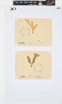 Rhodymenia pacifica image