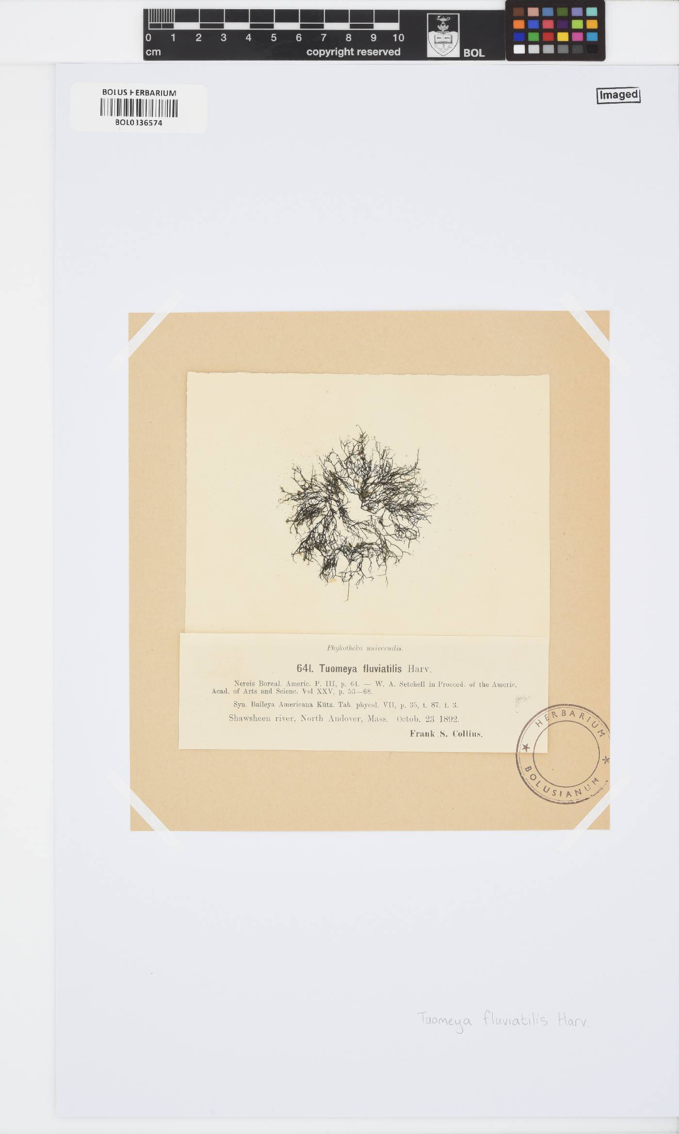 Tuomeya image