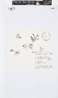 Champia compressa image