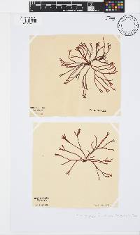 Trematocarpus flabellatus image