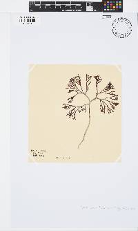 Trematocarpus flabellatus image