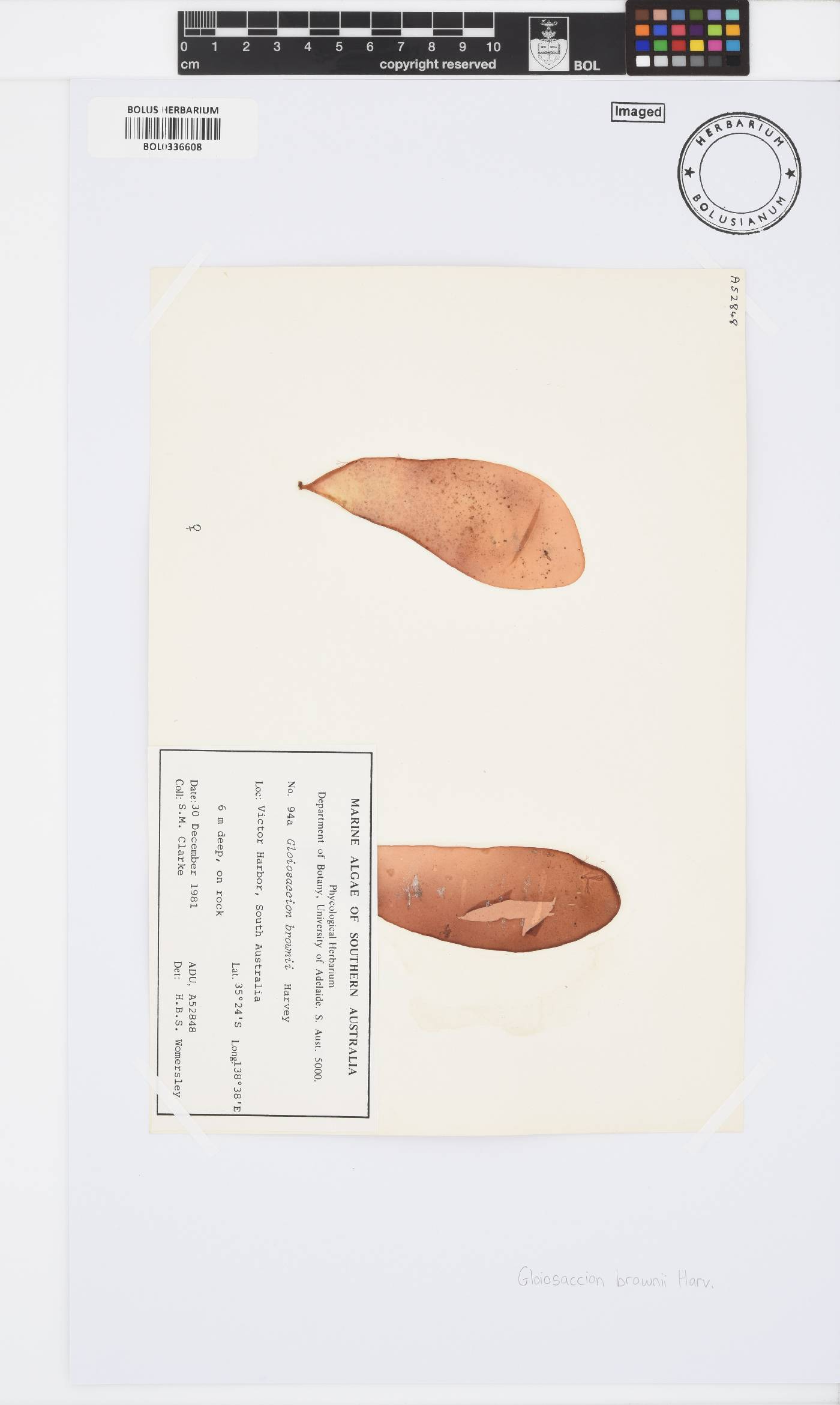 Chrysymenia brownii image