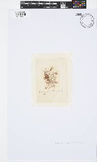 Ceramium ciliatum image