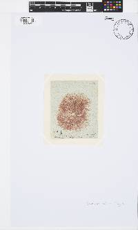 Ceramium virgatum image