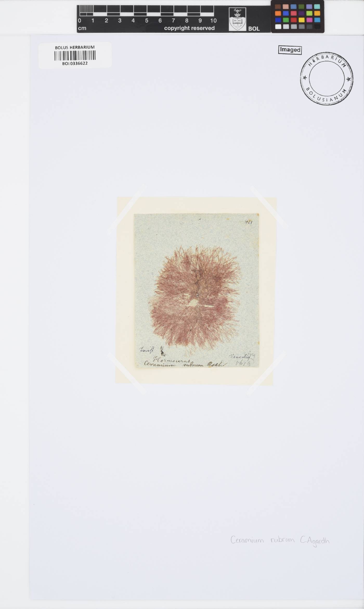 Ceramium virgatum image