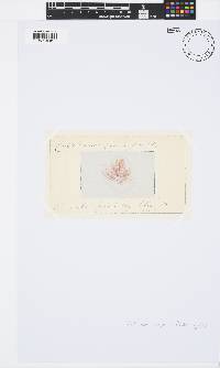 Callithamnion corymbosum image