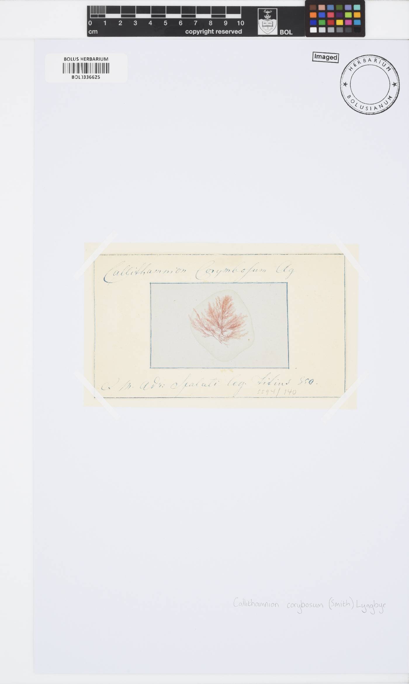Callithamnion corymbosum image