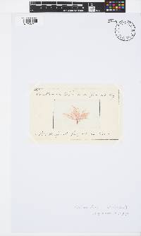 Callithamnion corymbosum image