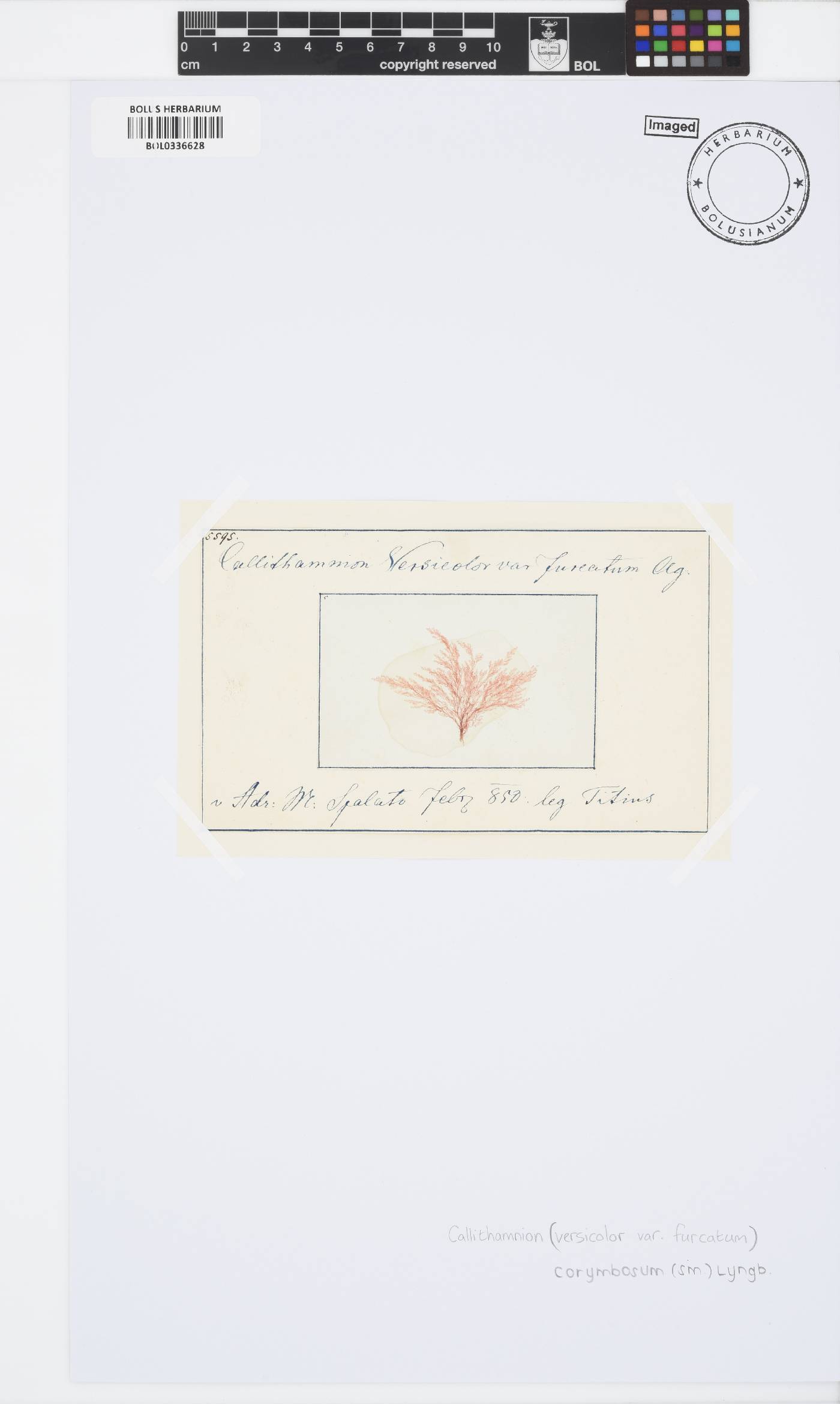 Callithamnion corymbosum image