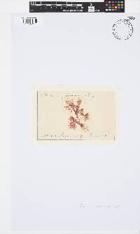 Plocamium cartilagineum image