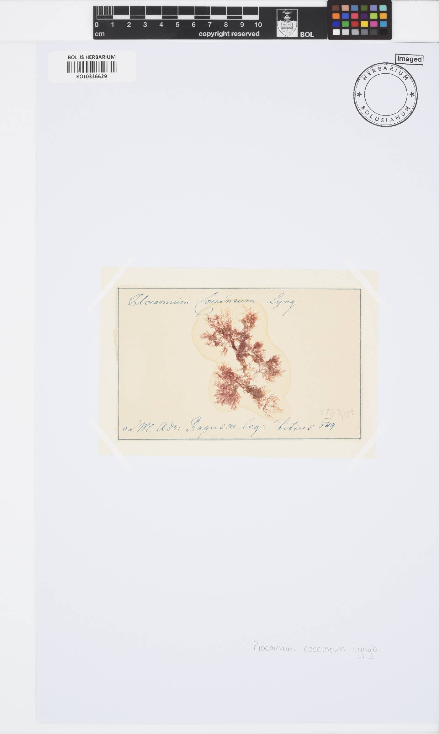 Plocamium cartilagineum image
