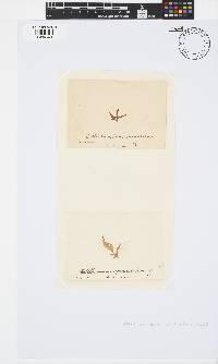 Callithamnion granulatum image