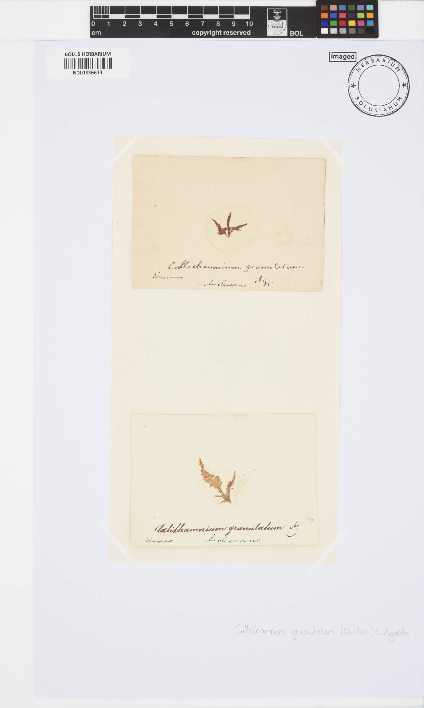 Callithamnion granulatum image