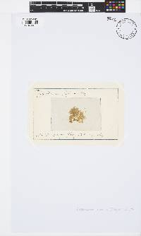 Spermothamnion repens image