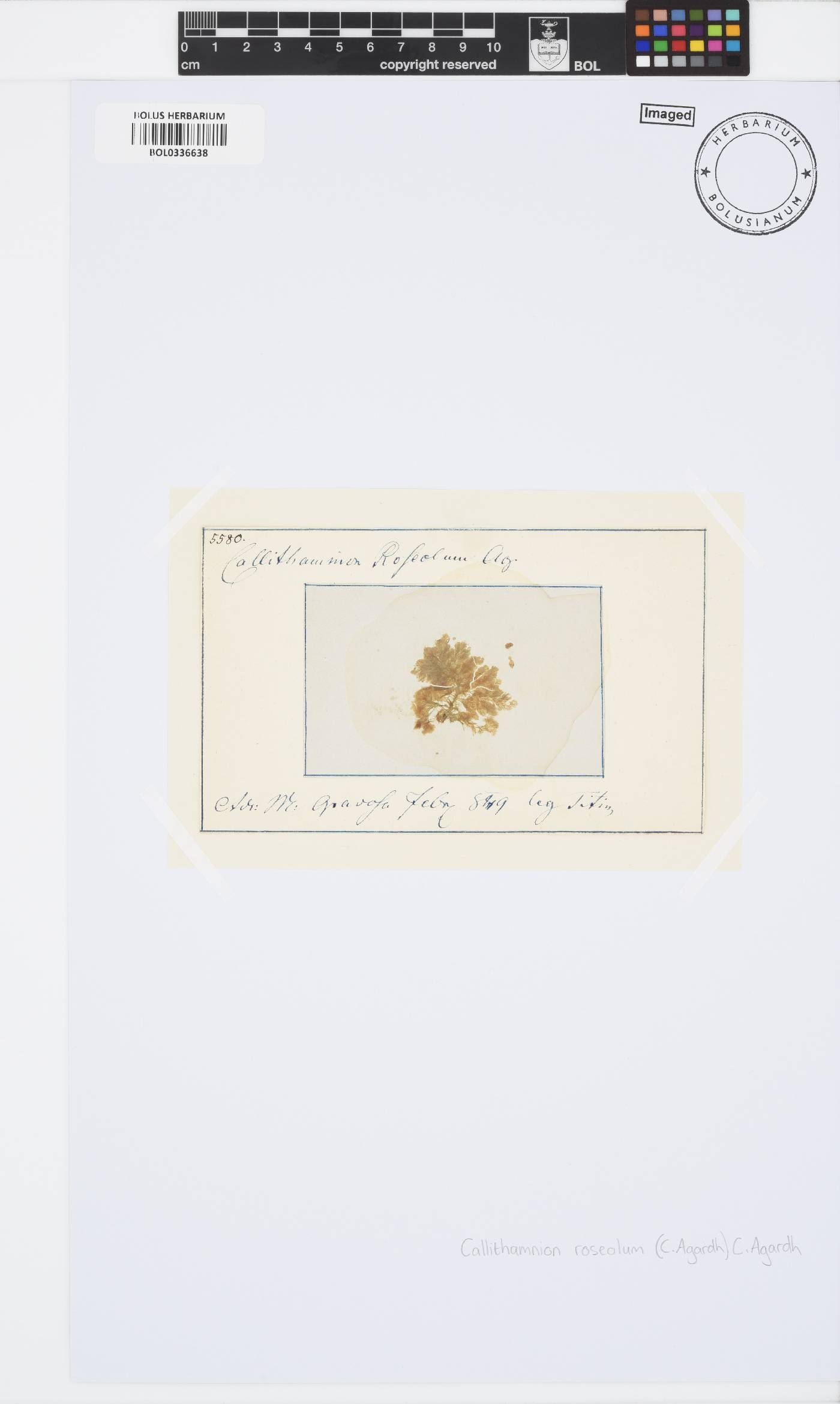 Spermothamnion repens image