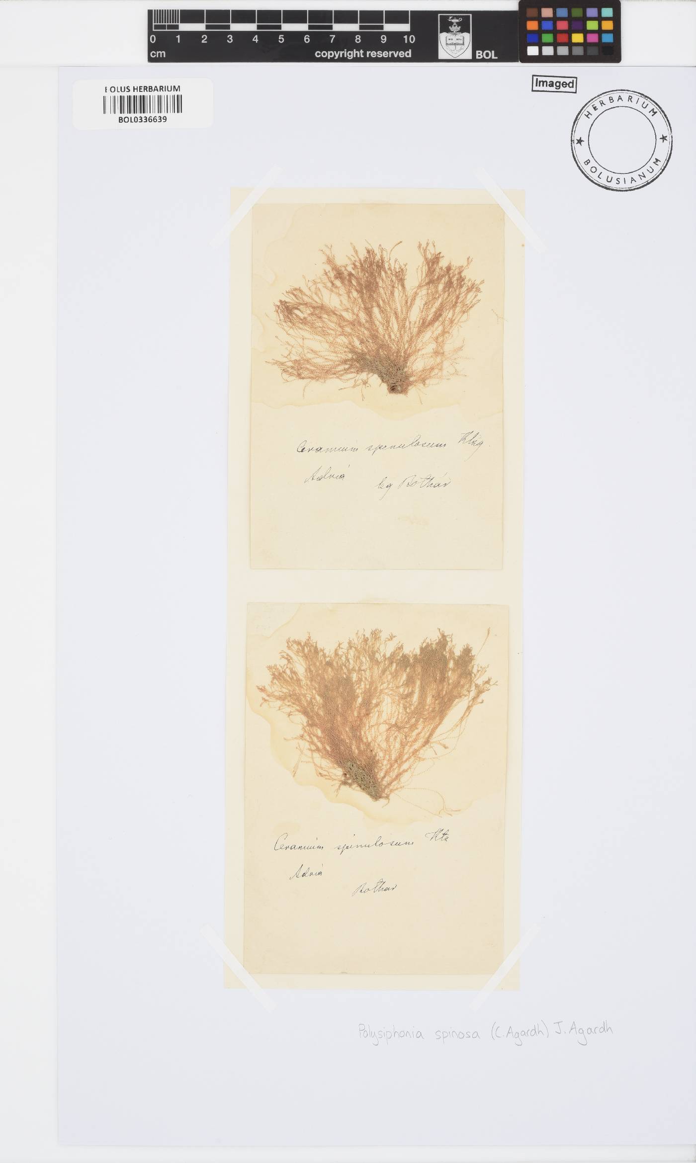 Polysiphonia spinosa image