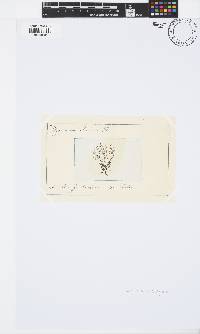 Ceramium virgatum image