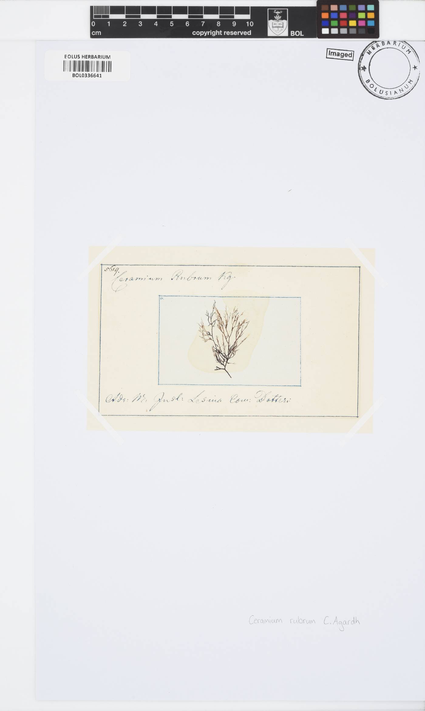 Ceramium virgatum image