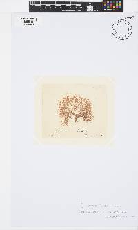 Ceramium ciliatum image