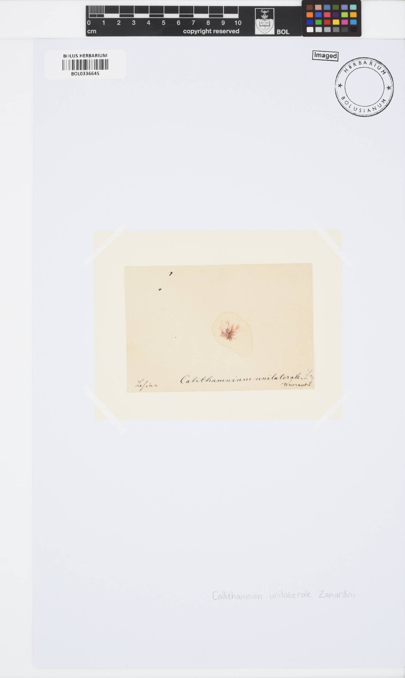Spermothamnion strictum image