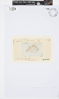 Ceramium deslongchampsii image