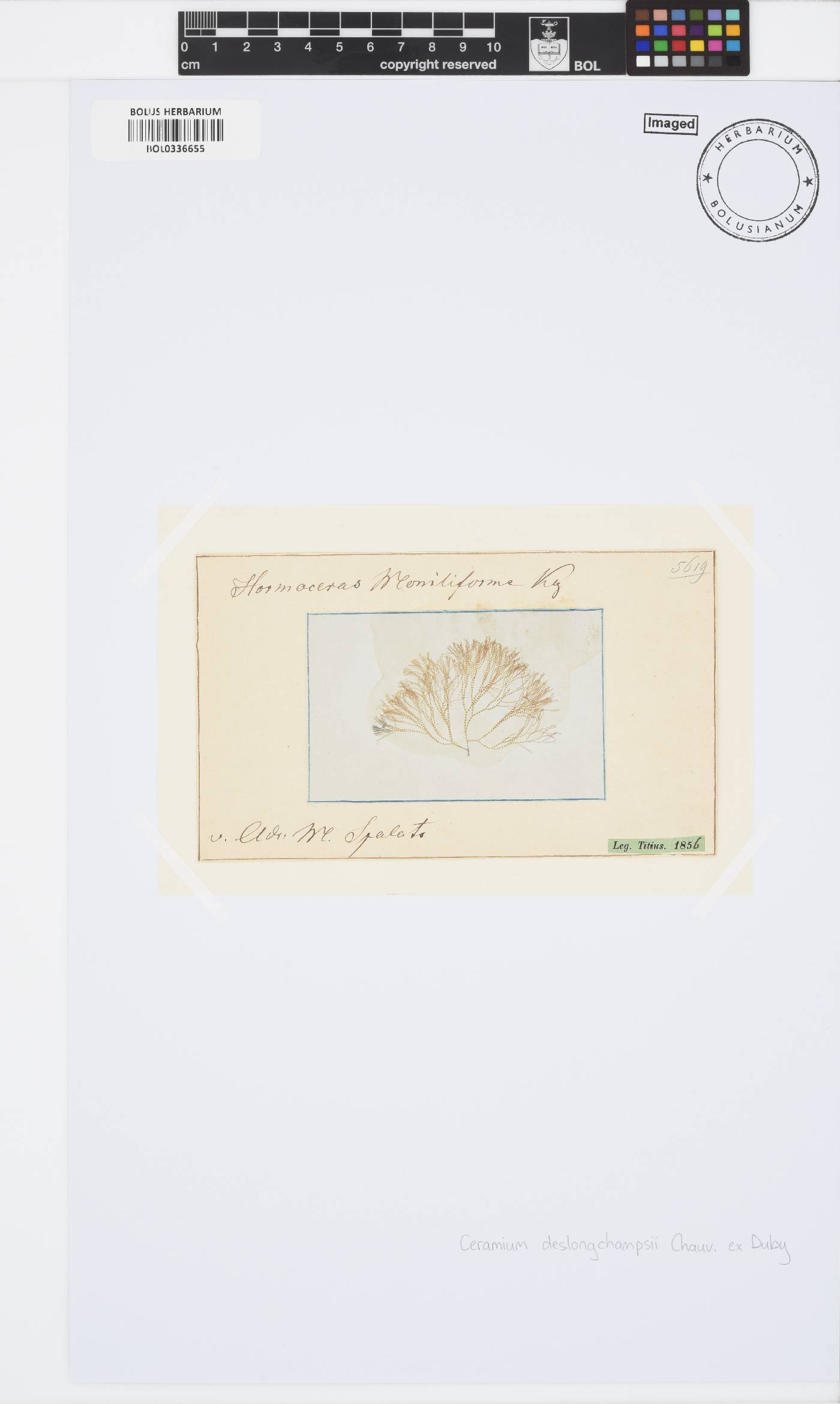 Ceramium deslongchampsii image