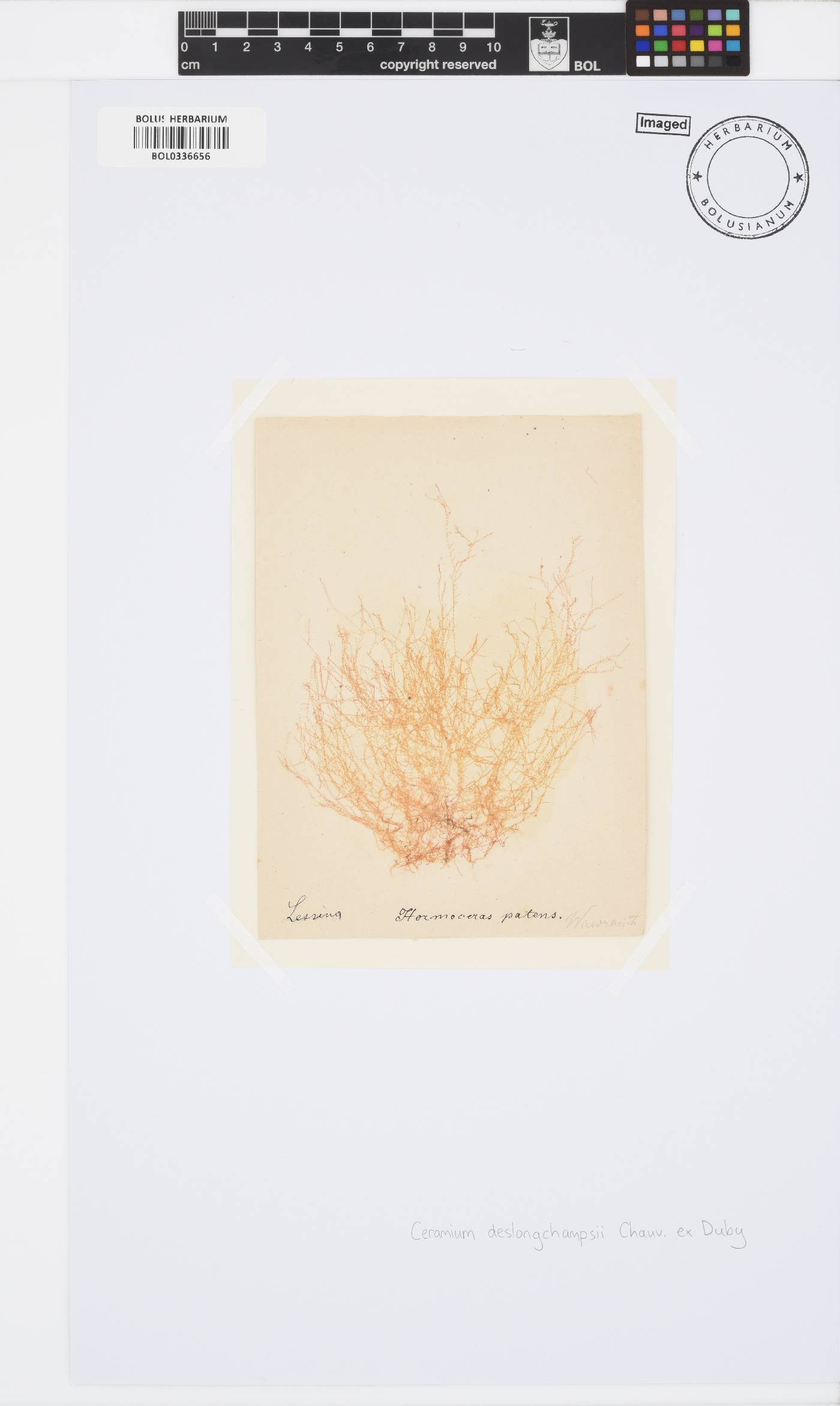 Ceramium deslongchampsii image