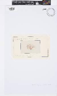 Ceramium diaphanum image