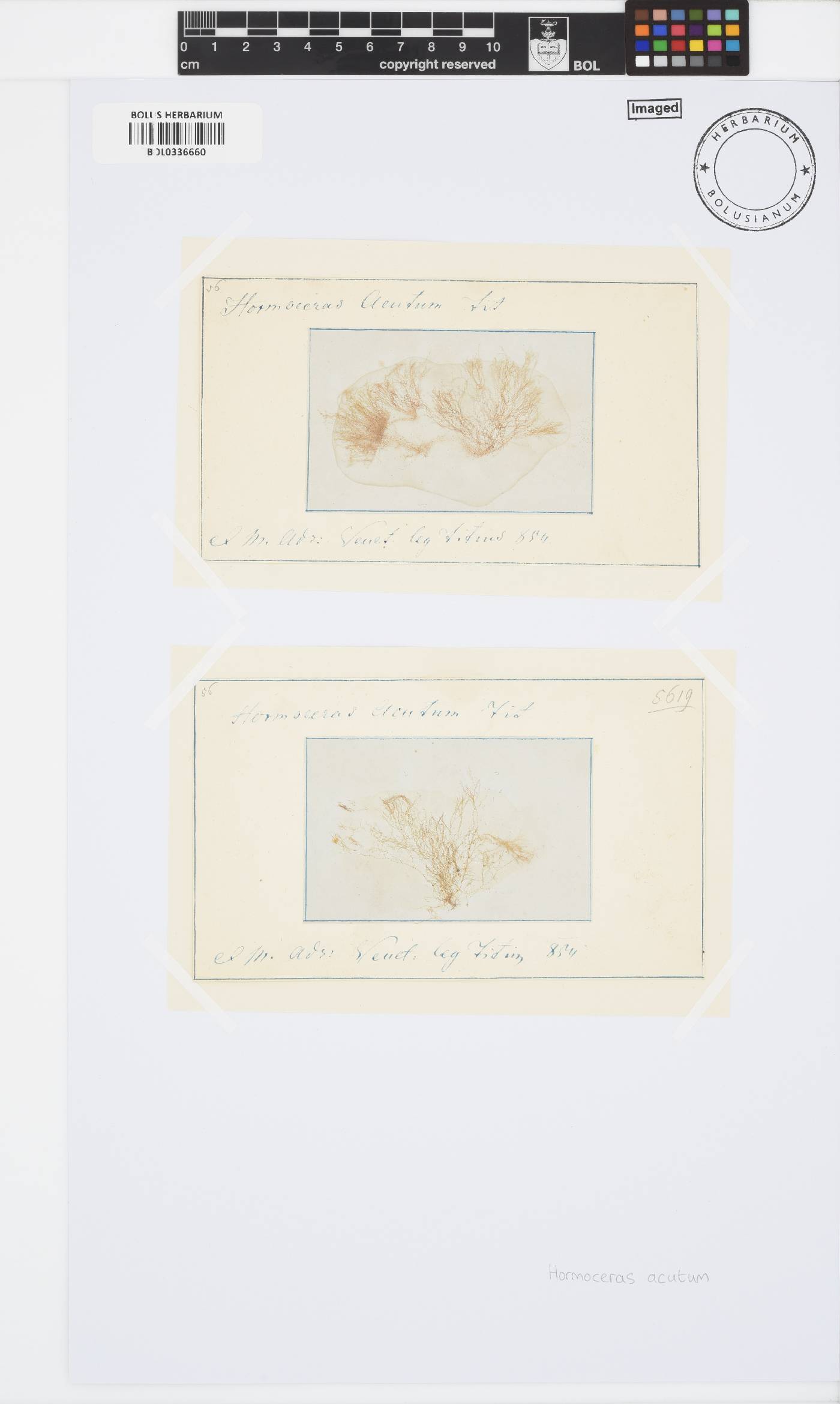 Hormoceras image