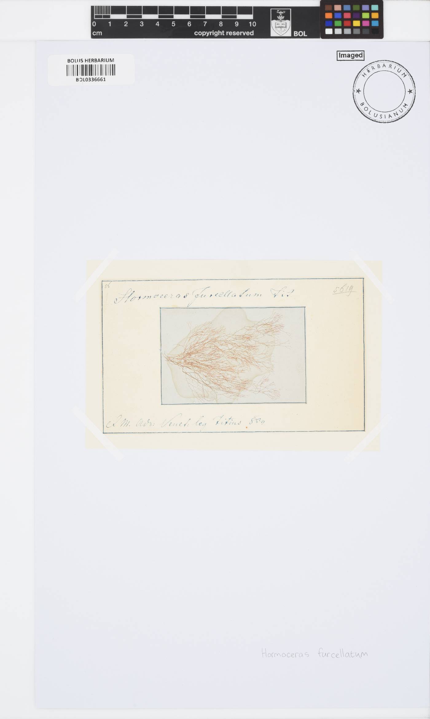 Hormoceras image