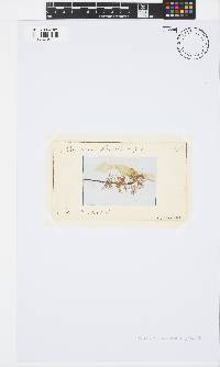 Gayliella flaccida image