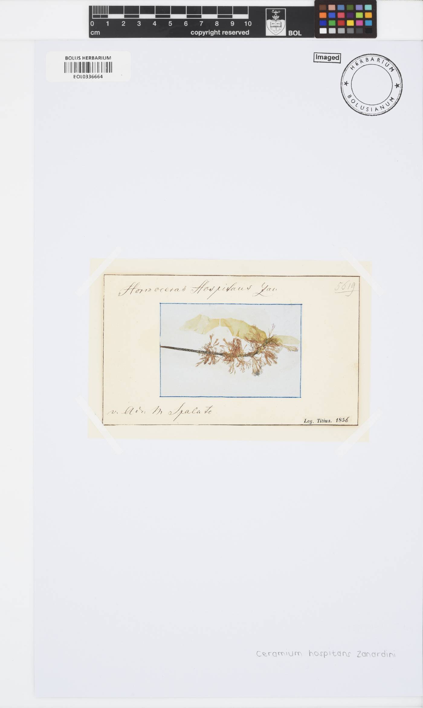 Gayliella flaccida image