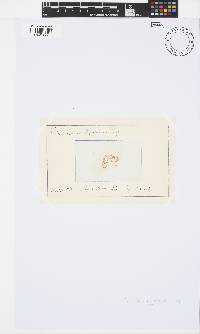 Ceramium diaphanum image