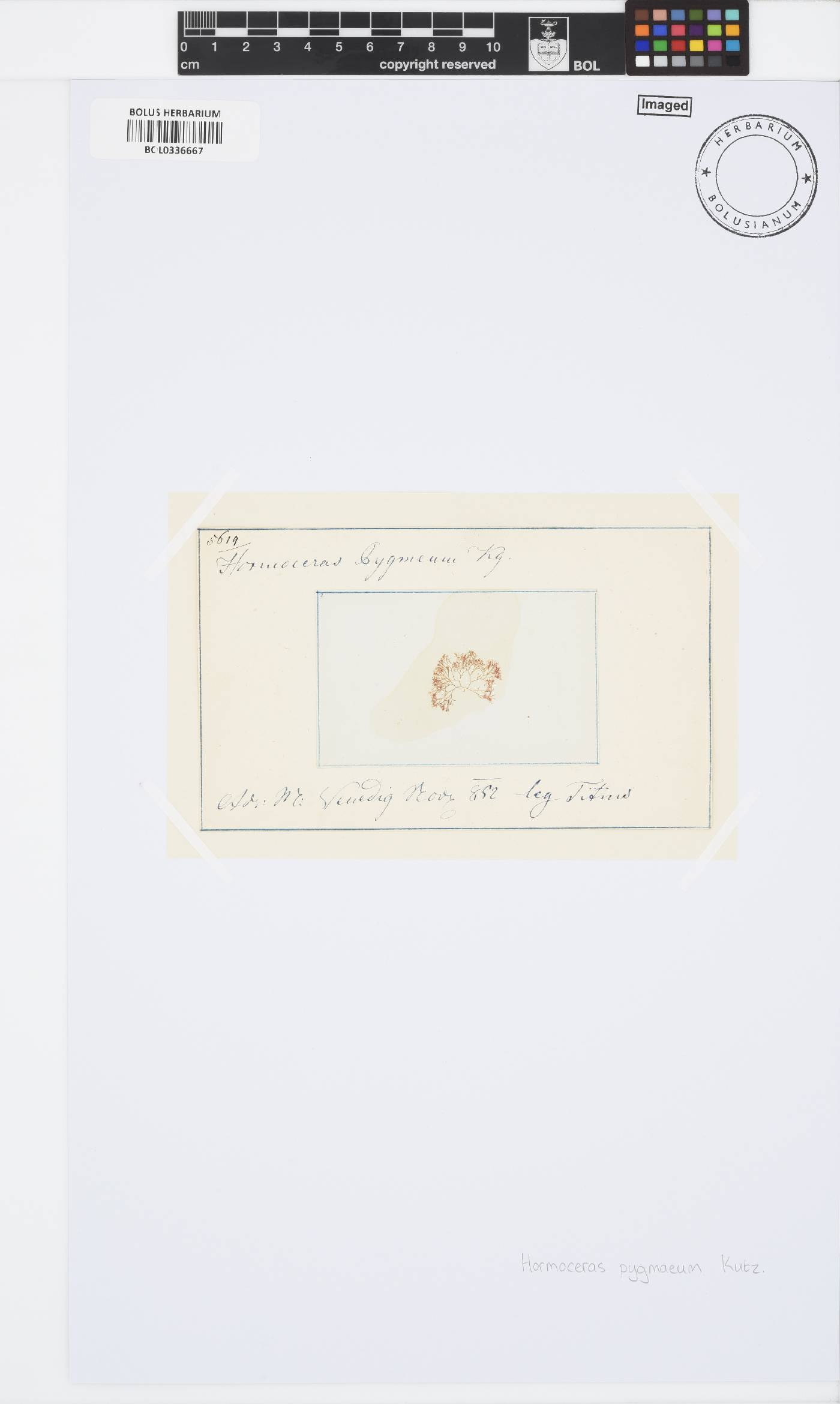 Ceramium image