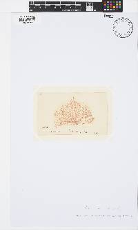 Image of Ceramium sandrianum