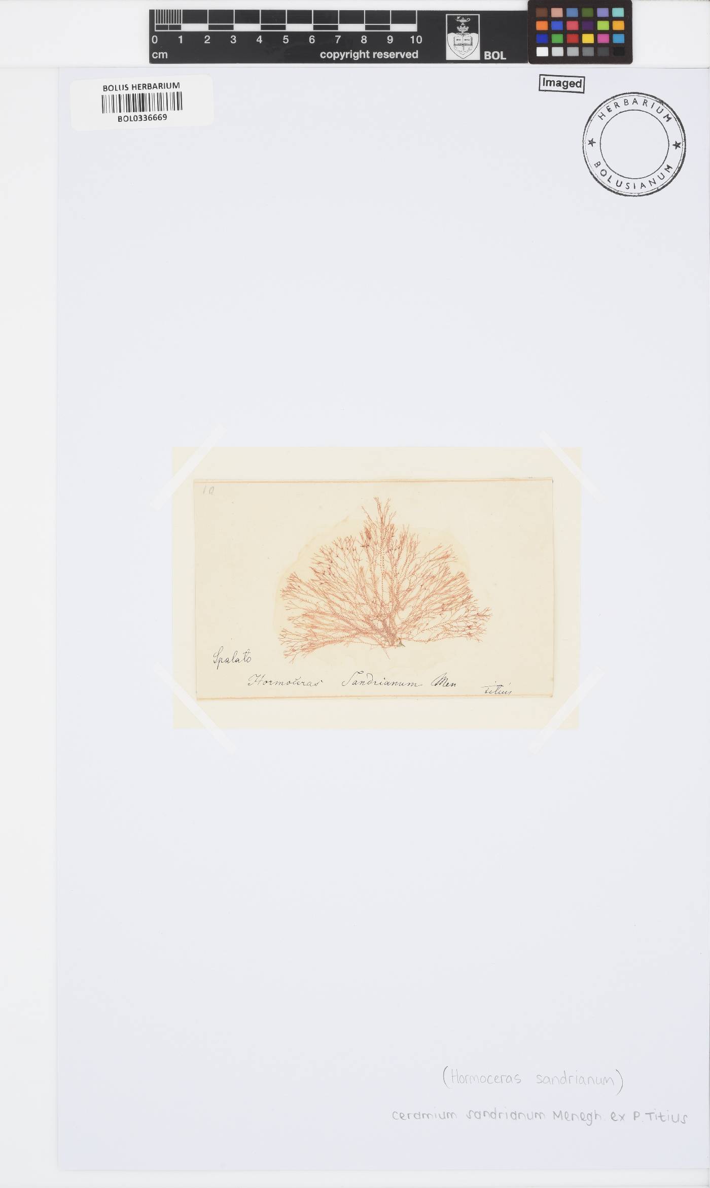 Ceramium sandrianum image