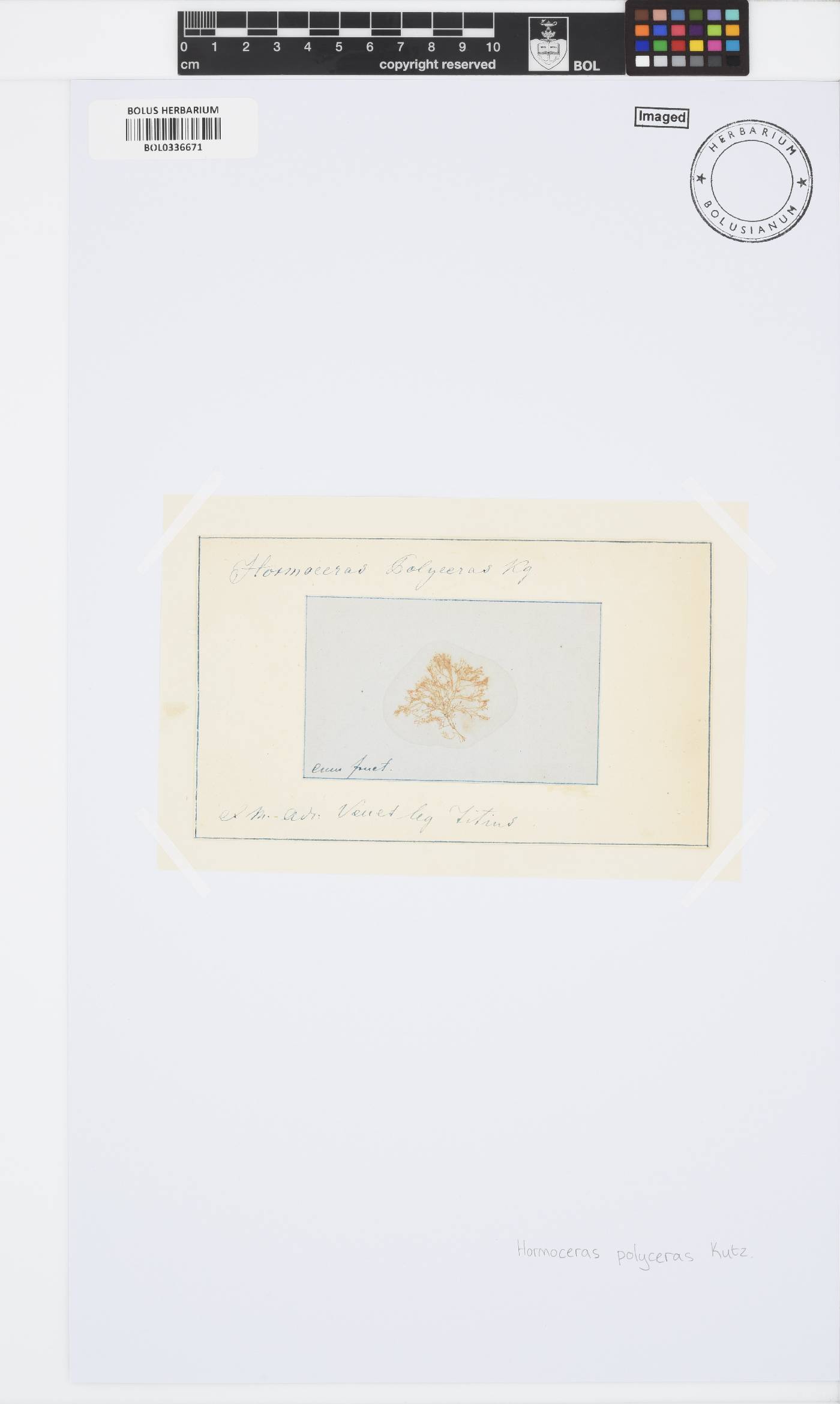 Ceramium polyceras image