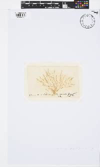 Ceramium deslongchampsii image