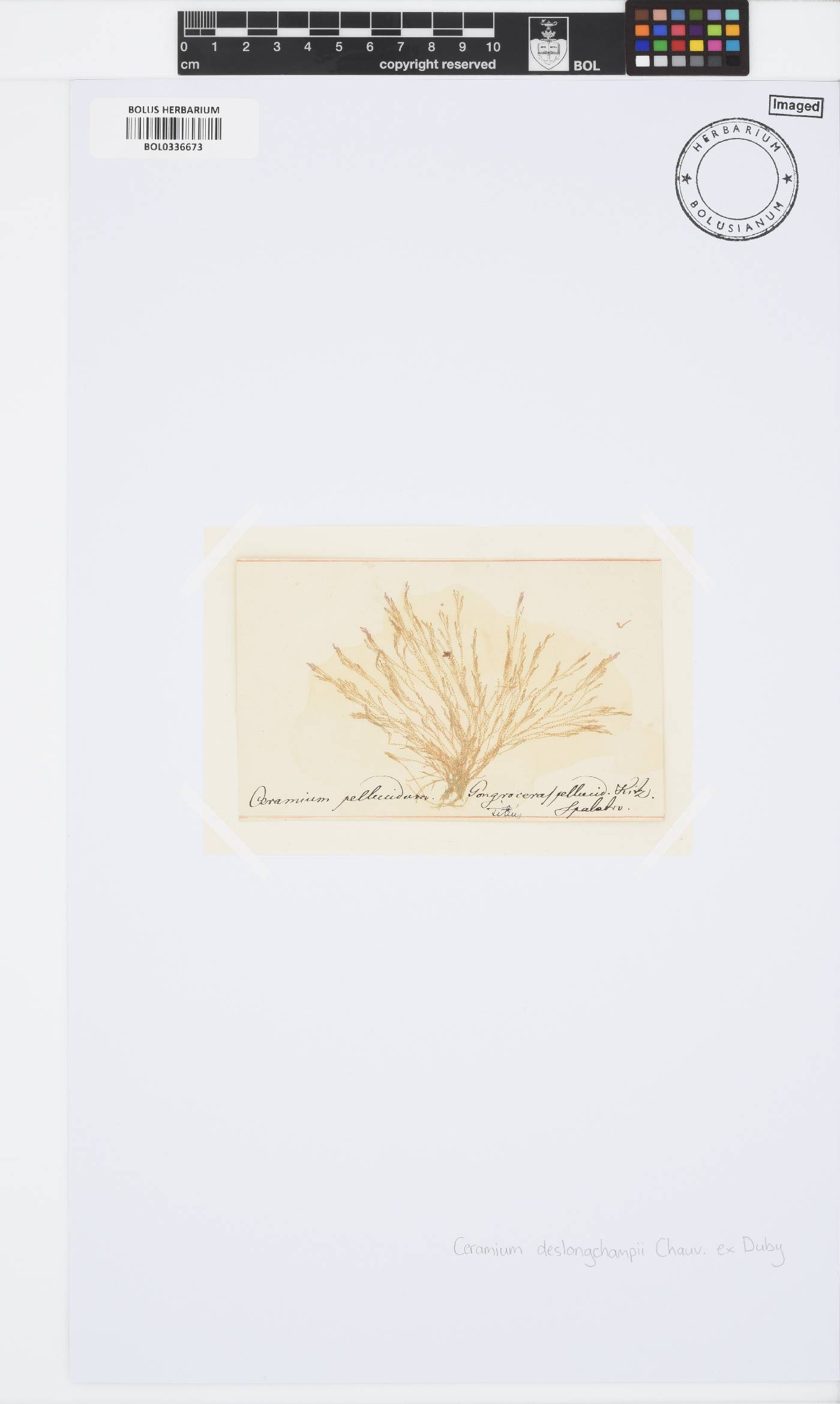 Ceramium deslongchampsii image