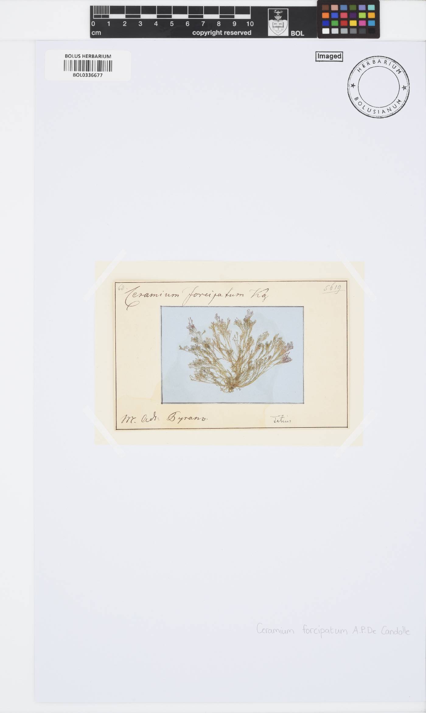 Ceramium forcipatum image