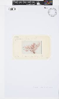 Ceramium ciliatum image