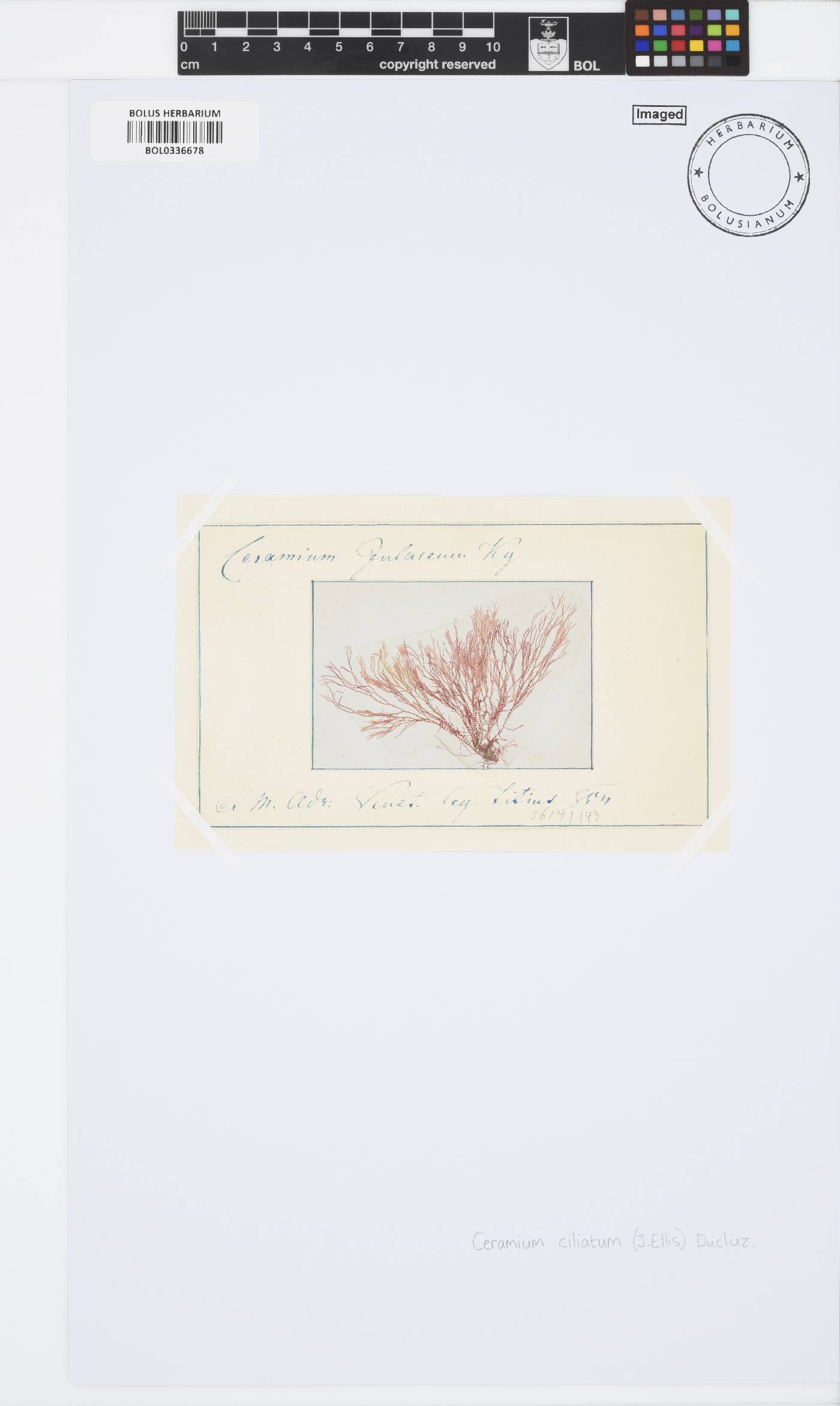 Ceramium ciliatum image