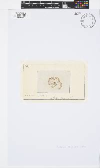 Image of Corallophila cinnabarina