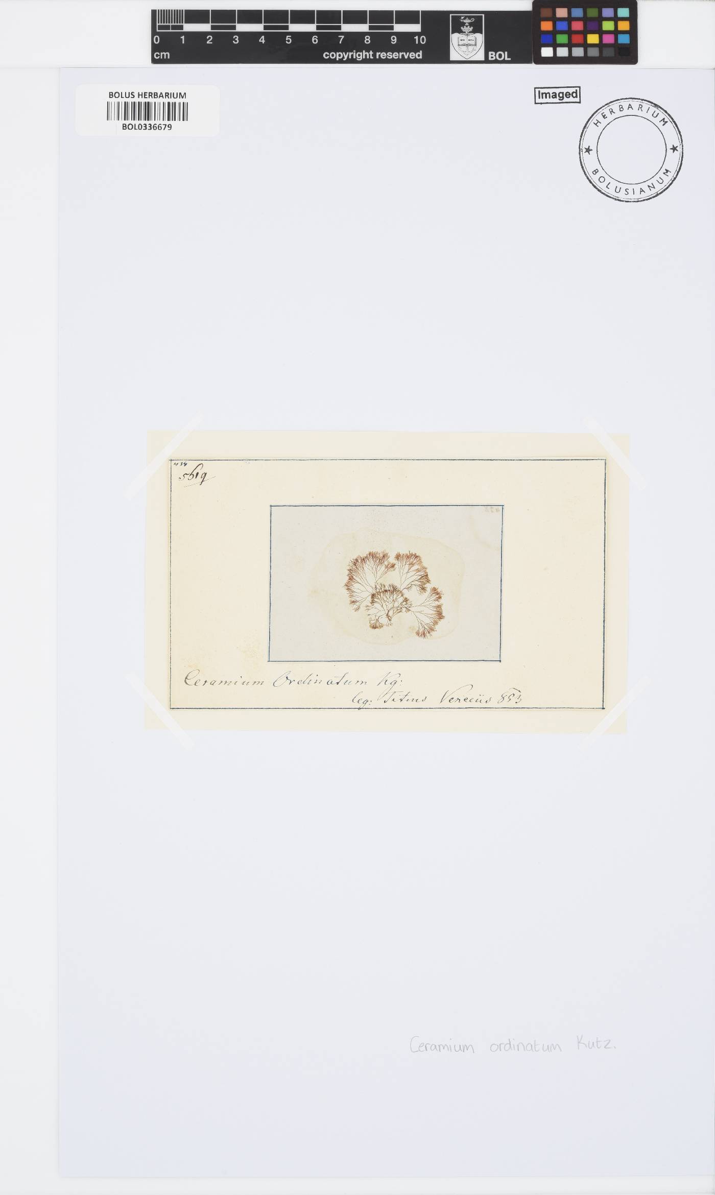 Corallophila cinnabarina image