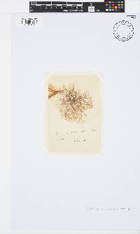 Image of Ceramium orsinianum