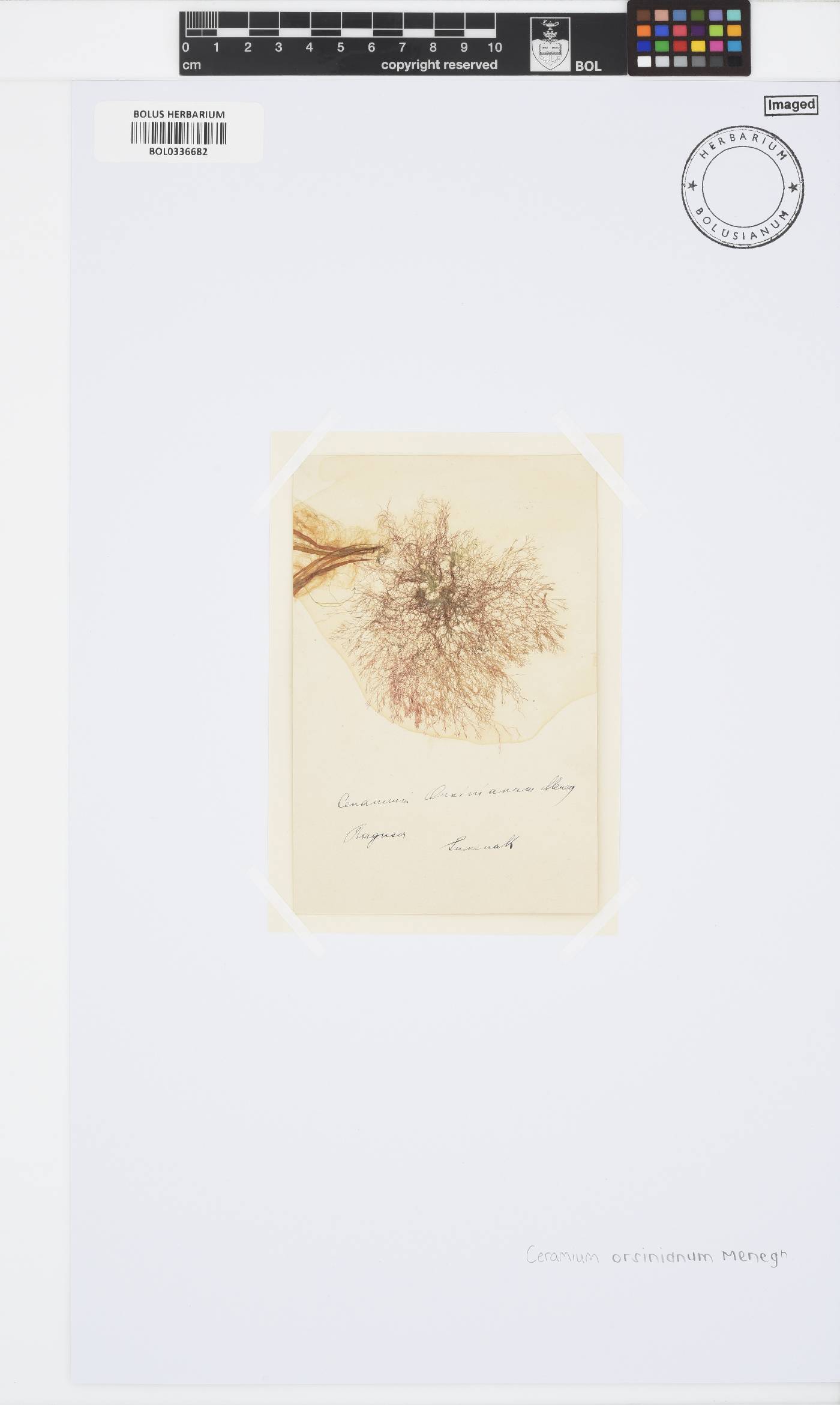 Ceramium orsinianum image