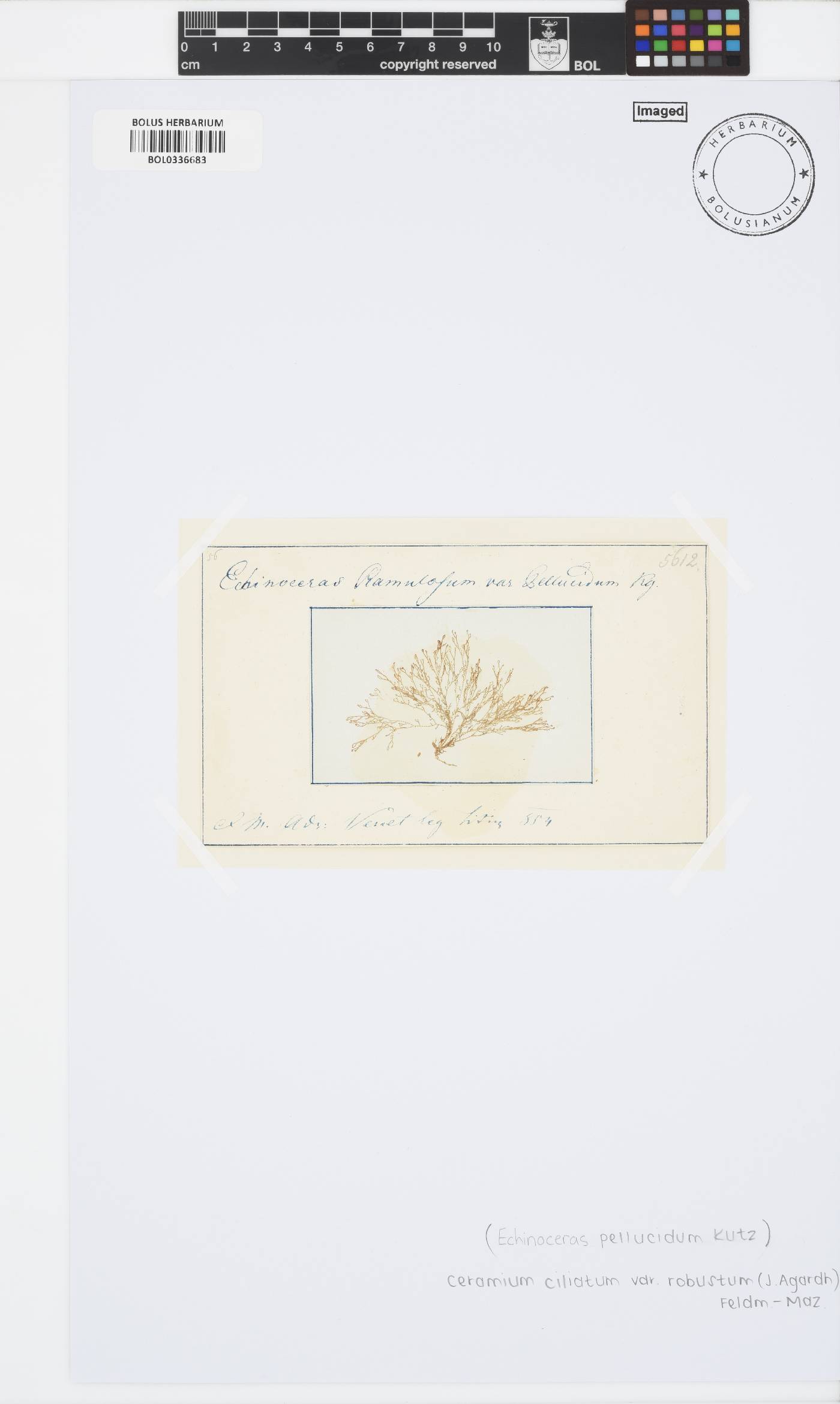 Ceramium ciliatum var. robustum image